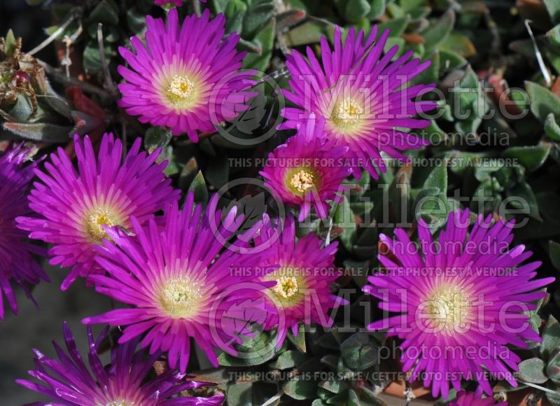 Delosperma ashtonii (Iceplant) 3 