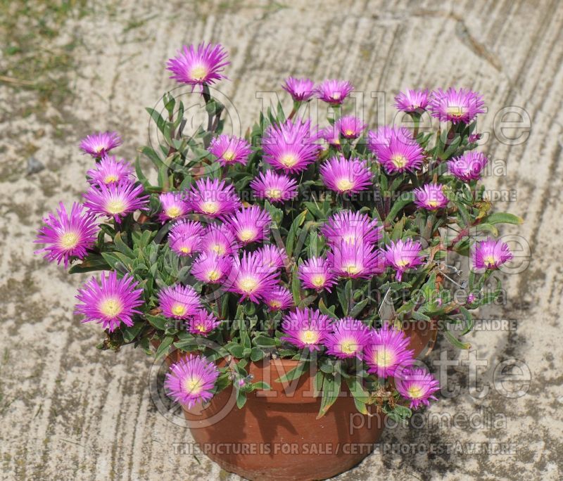 Delosperma ashtonii (Iceplant) 4