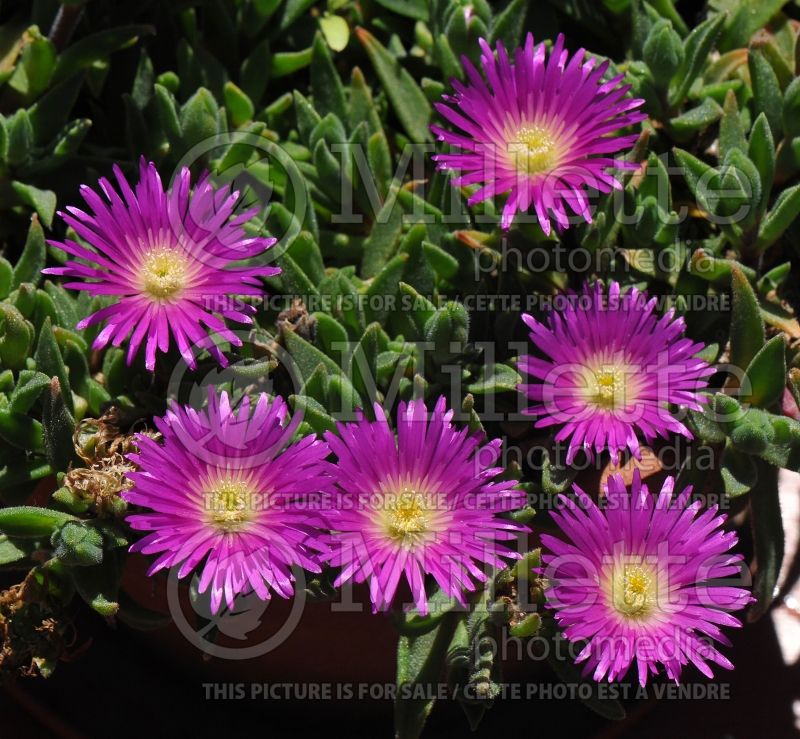 Delosperma ashtonii (Iceplant) 5