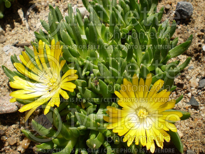 Delosperma basutica (Iceplant) 1 