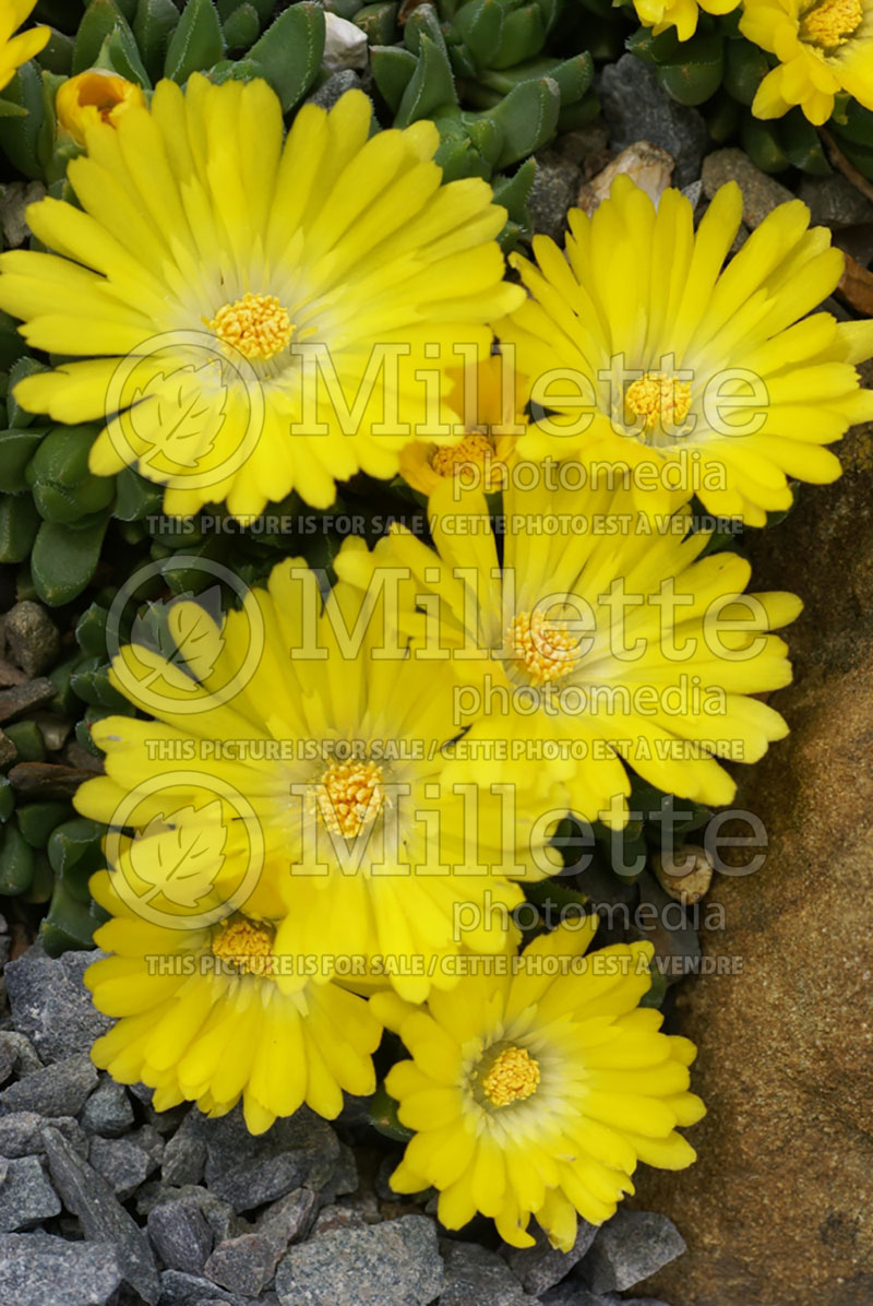 Delosperma Gold Nugget (Iceplant) 1 