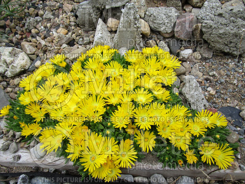 Delosperma Gold Nugget (Iceplant) 3 