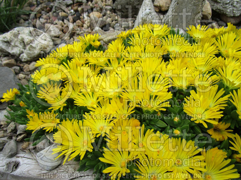 Delosperma Gold Nugget (Iceplant) 4 