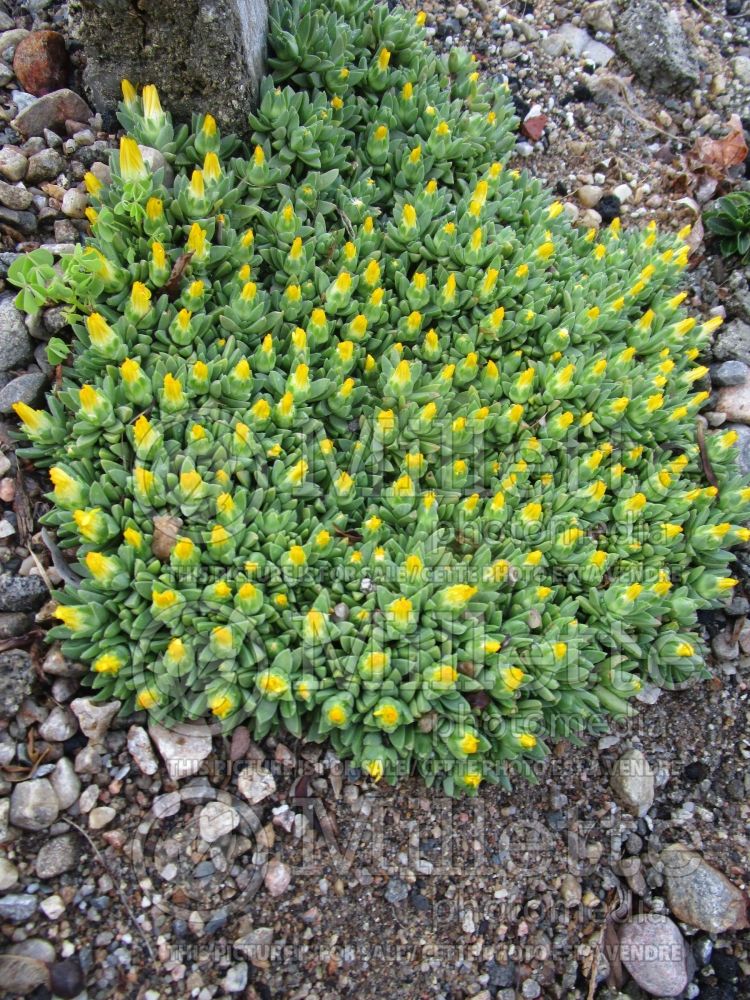 Delosperma Gold Nugget (Iceplant) 5 