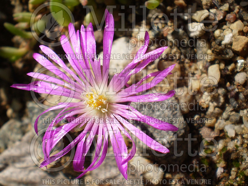 Delosperma cooperi (Iceplant Pink Carpet) 1 