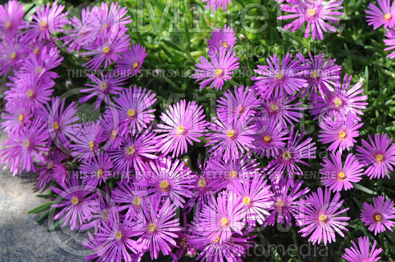 Delosperma deleeuwiae (Iceplant) 1 