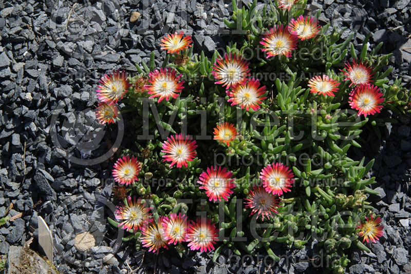 Delosperma Eye Candy (Iceplant) 1 