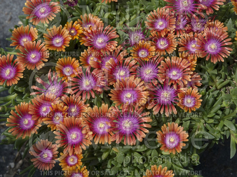 Delosperma Fire Spinner (Iceplant) 2 