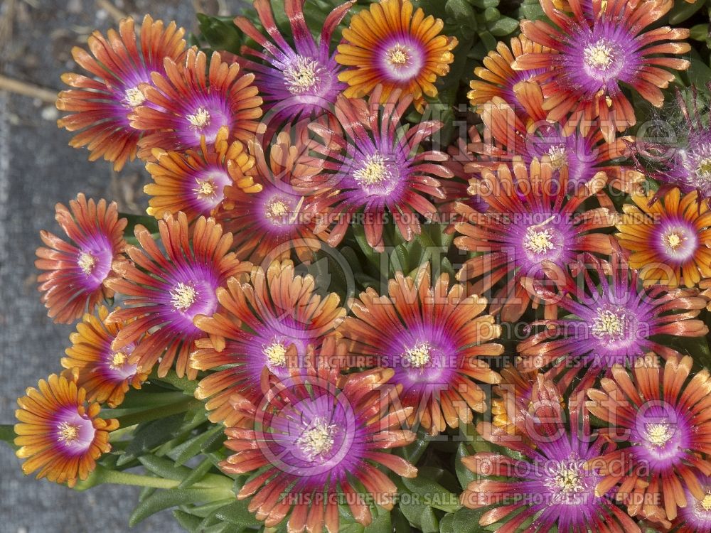 Delosperma Fire Spinner (Iceplant) 3 