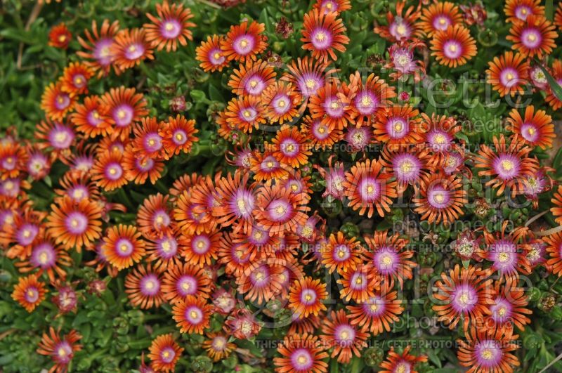 Delosperma Fire Spinner (Iceplant) 5 