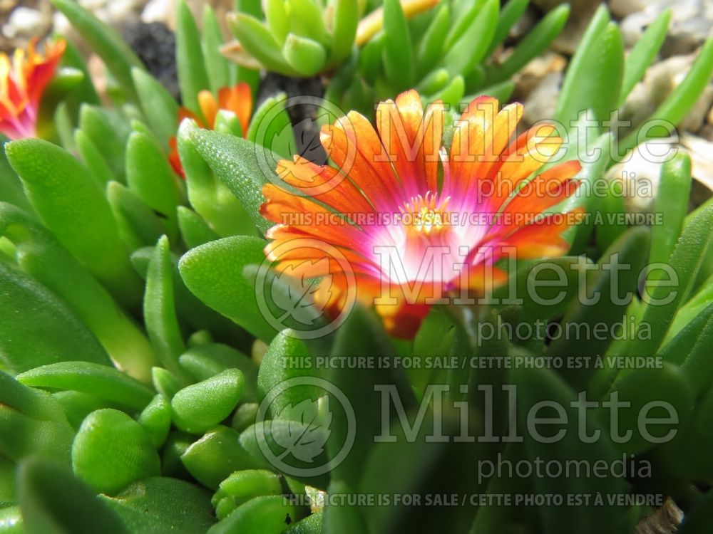 Delosperma Fire Spinner (Iceplant) 7 