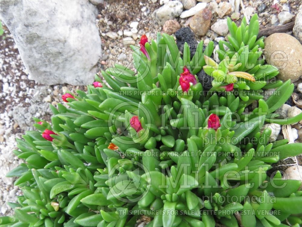 Delosperma Fire Spinner (Iceplant) 6 