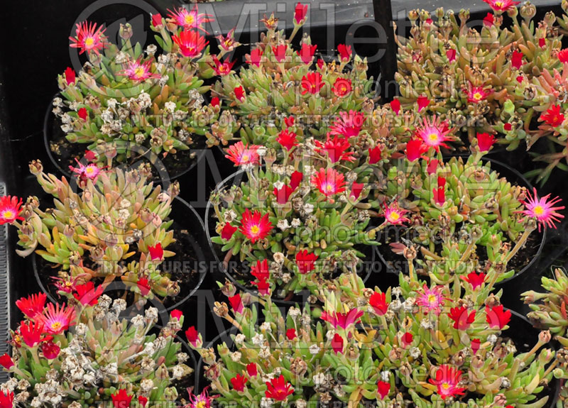 Delosperma Jewel of the Desert Garnet (Iceplant) 1 