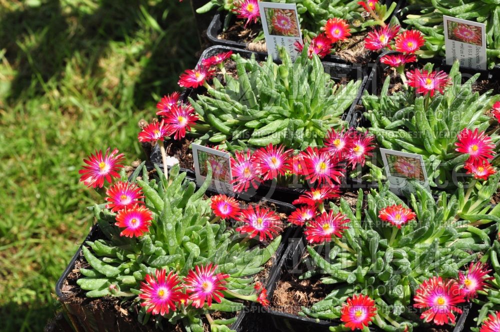 Delosperma Jewel of the Desert Garnet (Iceplant) 2 