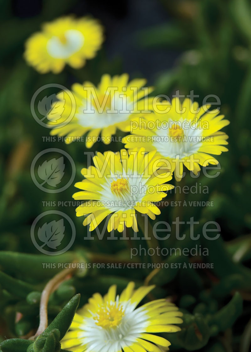 Delosperma Jewel of Desert Peridott  (Iceplant) 1 