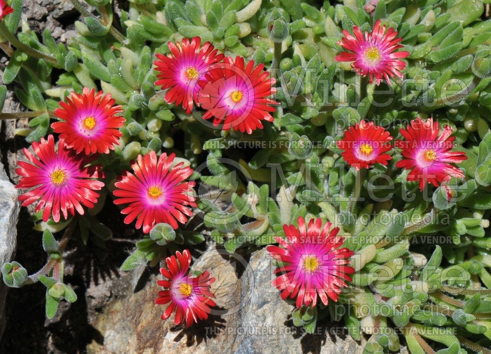 Delosperma Jewel of the Desert Garnet (Iceplant) 3 