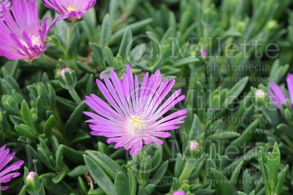 Delosperma John Proffitt aka Table Mountain (Iceplant) 1 