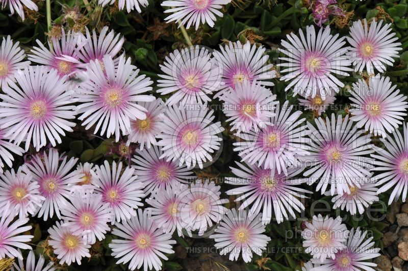 Delosperma Lavender Ice (Iceplant) 1 