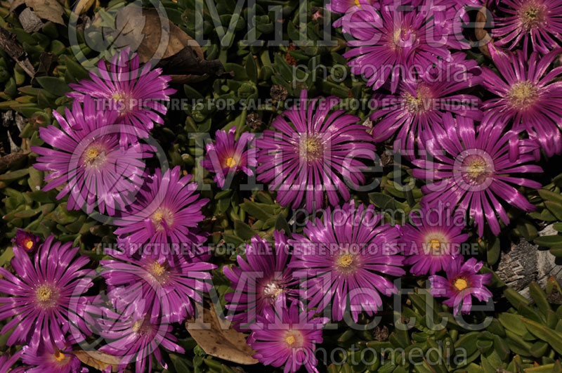 Delosperma lavisiae (Iceplant) 1 