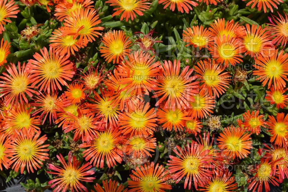 Delosperma Wheels of Wonder Fire Wonder (Iceplant) 2 