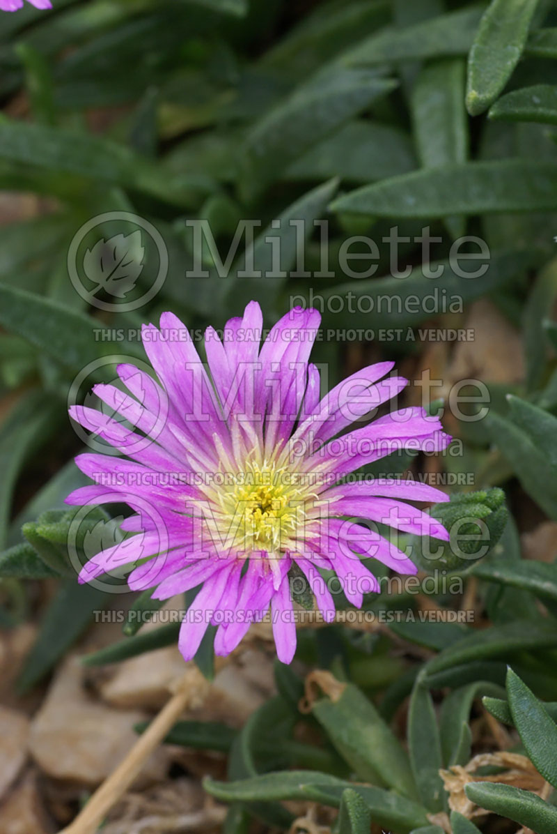 Delosperma sutherlandii (Iceplant) 1 