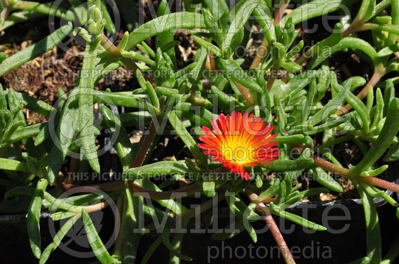 Delosperma Wheels of Wonder Fire Wonder (Iceplant) 1 