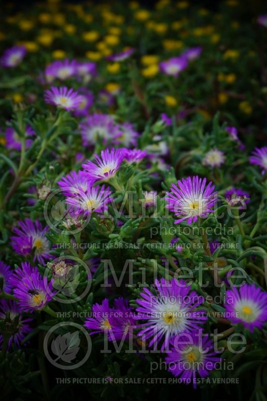 Delosperma Wheels of Wonder Violet Wonder (Iceplant) 1 