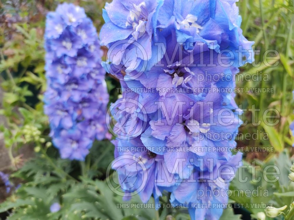 Delphinium Delgenius Shelby (Larkspur) 2