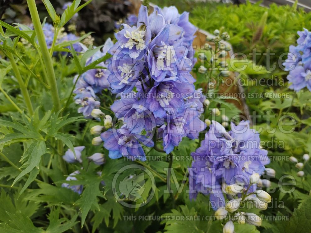 Delphinium Guardian Lavender (Larkspur) 2