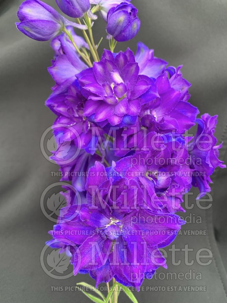 Delphinium Pagan Purples (Larkspur) 1