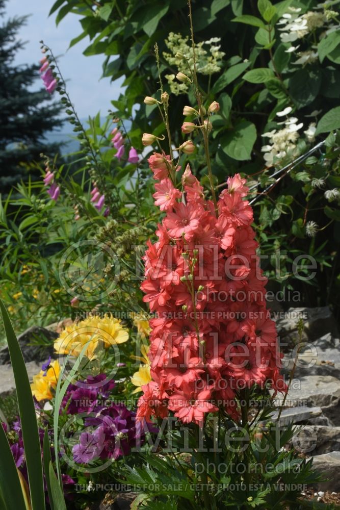 Delphinium Red Lark (Larkspur) 2