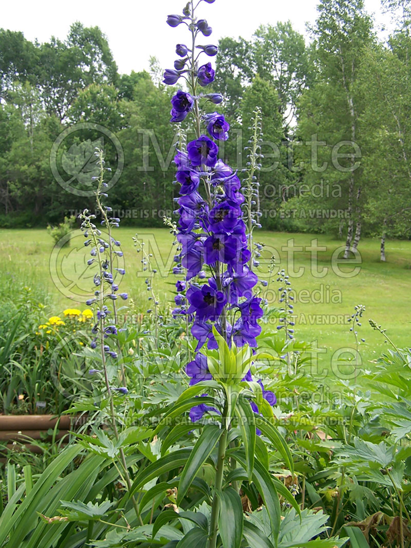 Delphinium Black Knight (Pacific Giant Delphinium Larkspur) 3 