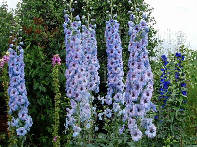 Delphinium Blue Dawn (Pacific Giant Delphinium Larkspur) 3 