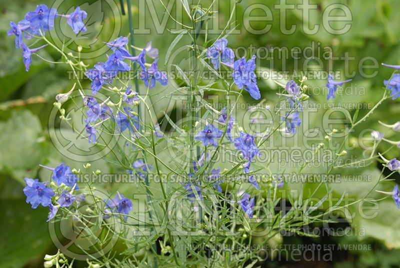 Delphinium Blue Elf (Larkspur)  1