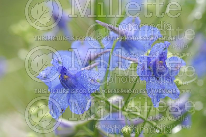 Delphinium Blue Elf (Larkspur)  2