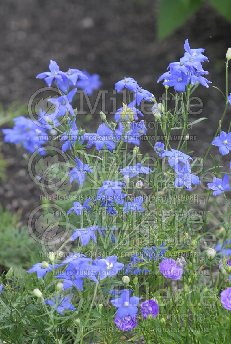 Delphinium Blue Elf (Larkspur)  3