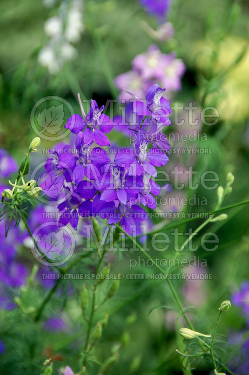 Delphinium Blue Mirror (Larkspur) 2 