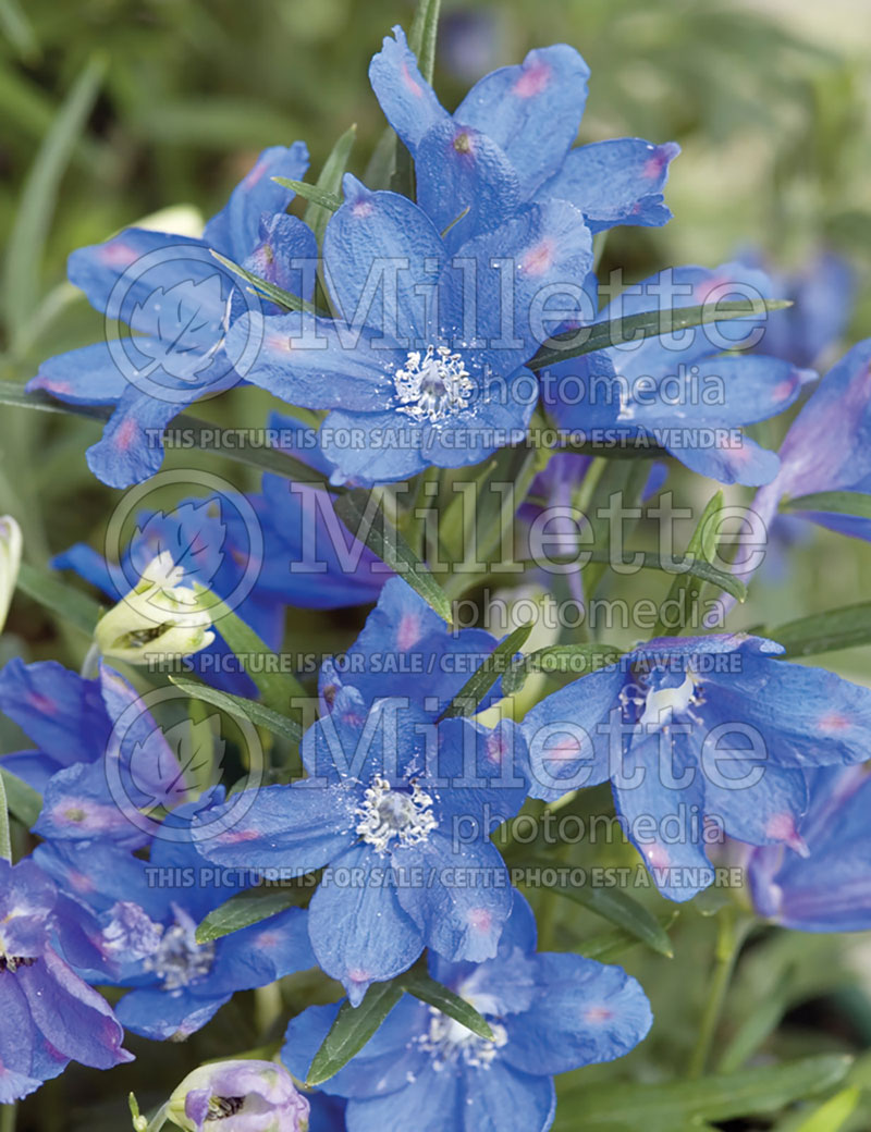 Delphinium Blue Mirror (Larkspur) 3 