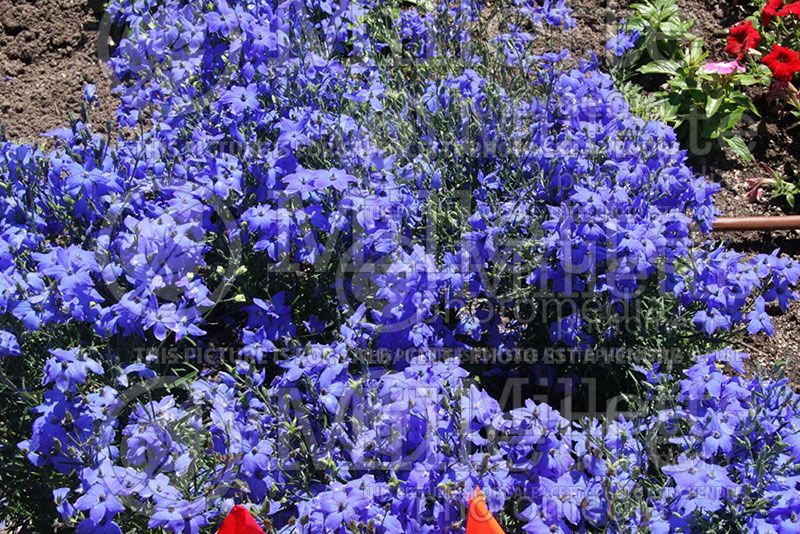 Delphinium Diamonds Blue (Larkspur)  1