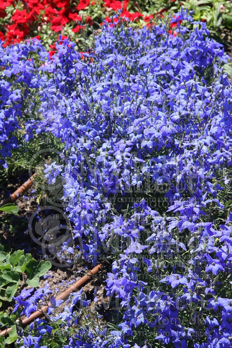 Delphinium Diamonds Blue (Larkspur)  2