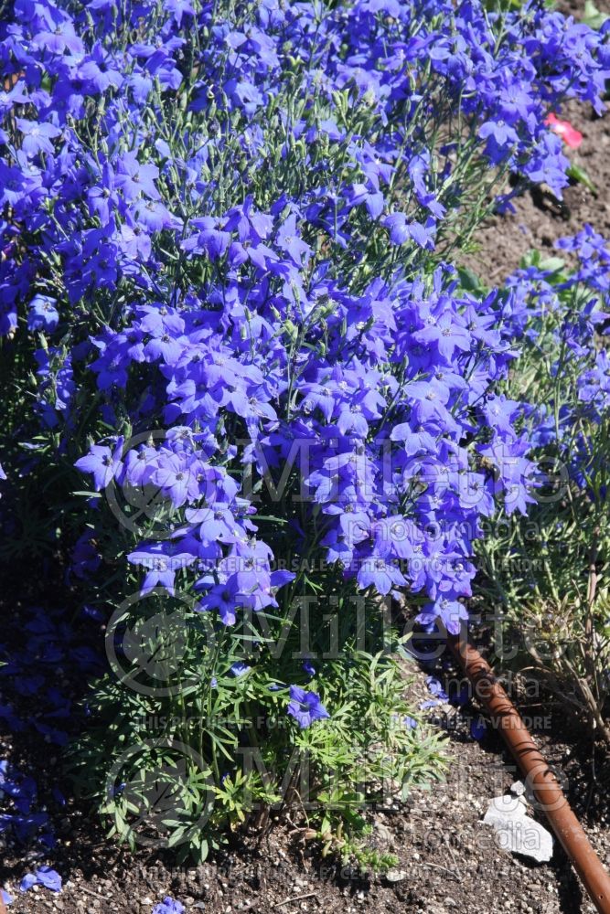 Delphinium Diamonds Blue (Larkspur)  3