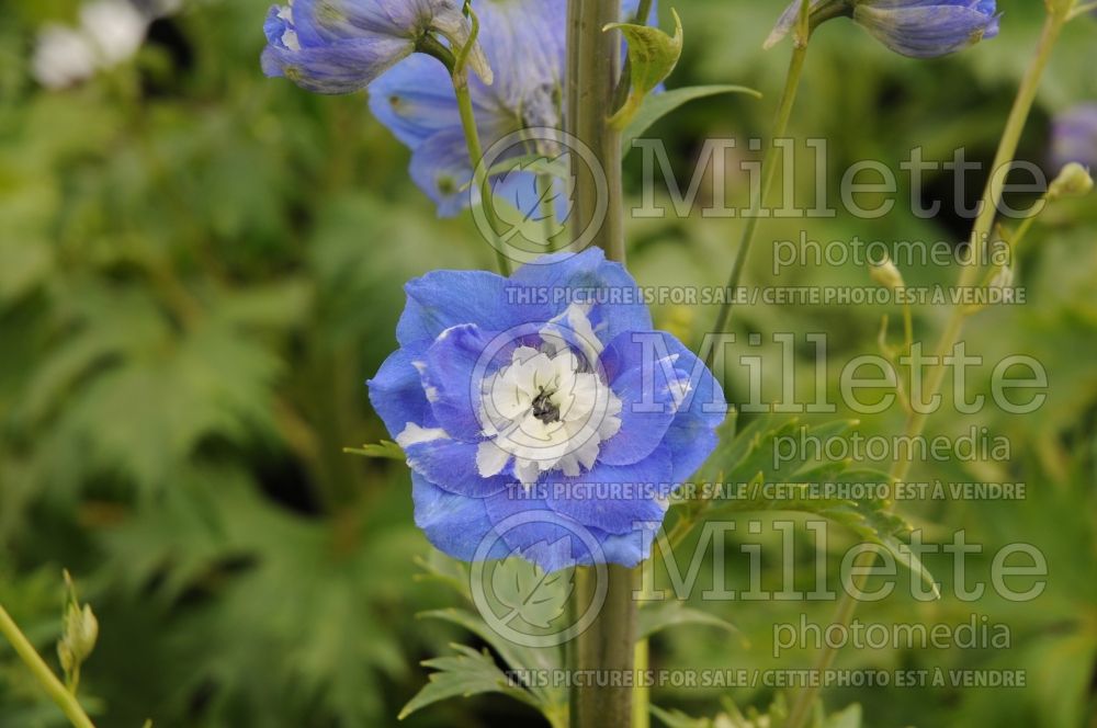 Delphinium Aurora Blue (Larkspur) 1 