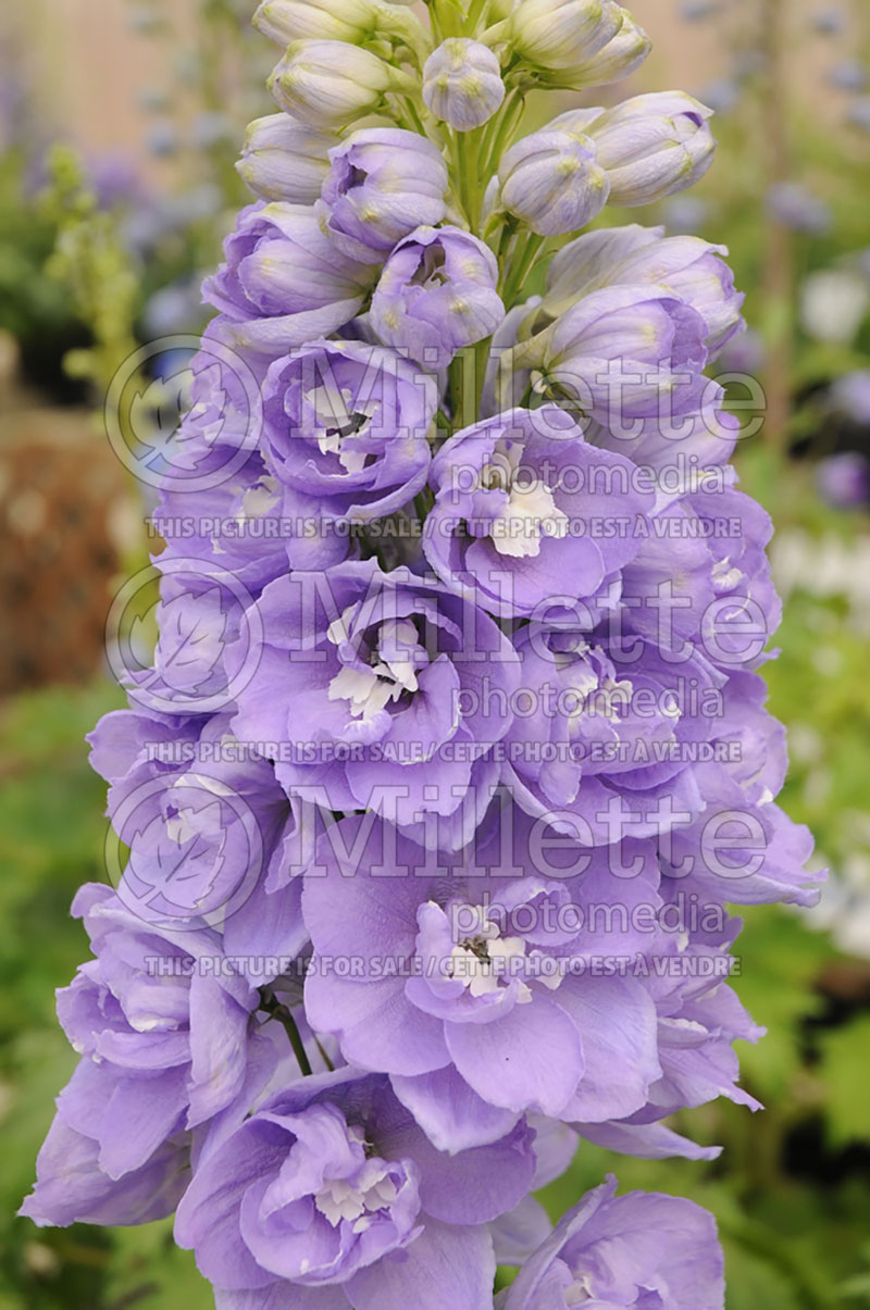 Delphinium Aurora Lavender (Larkspur) 1 