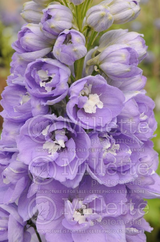 Delphinium Aurora Lavender (Larkspur) 2 