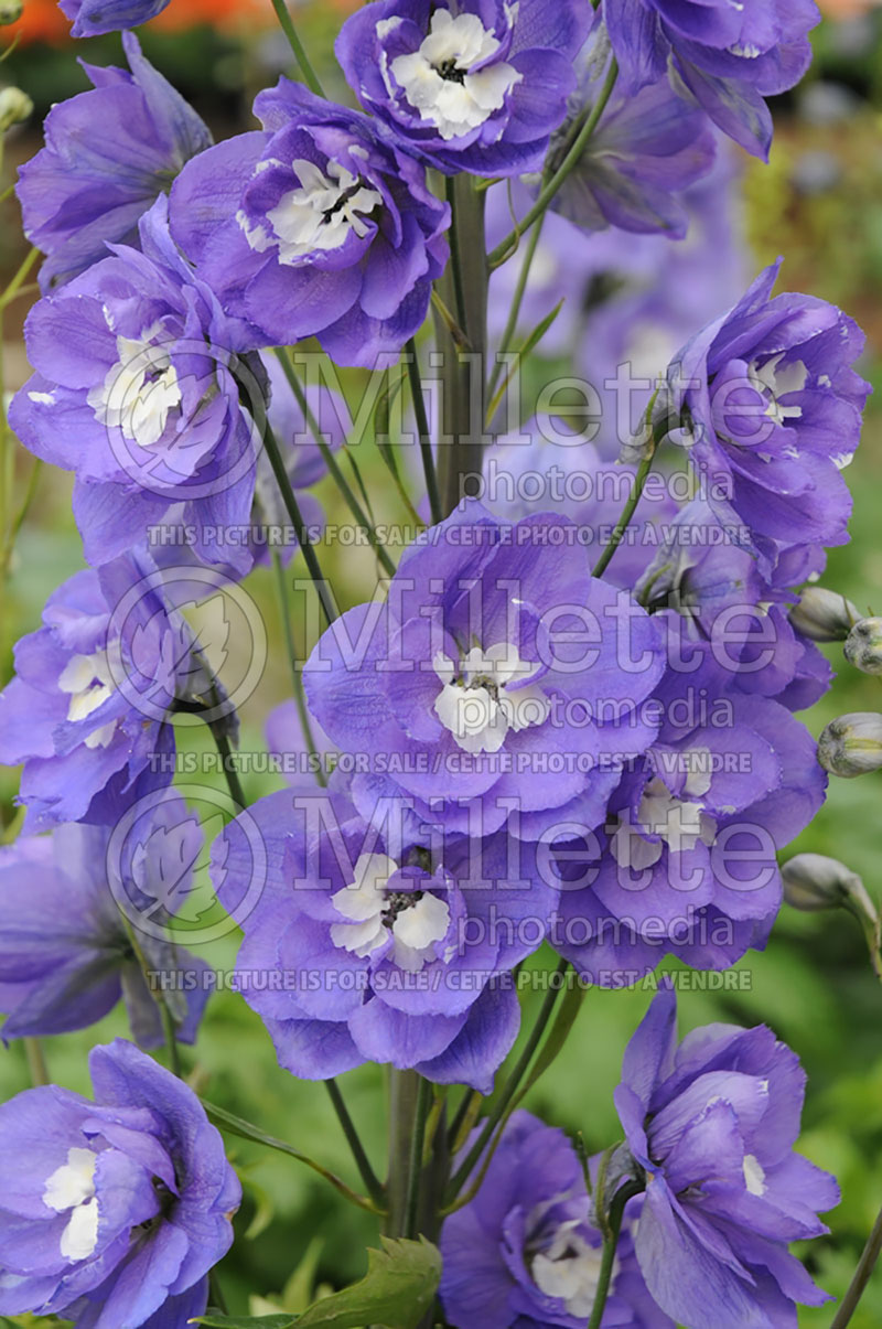 Delphinium Aurora Light Purple (Larkspur) 1 