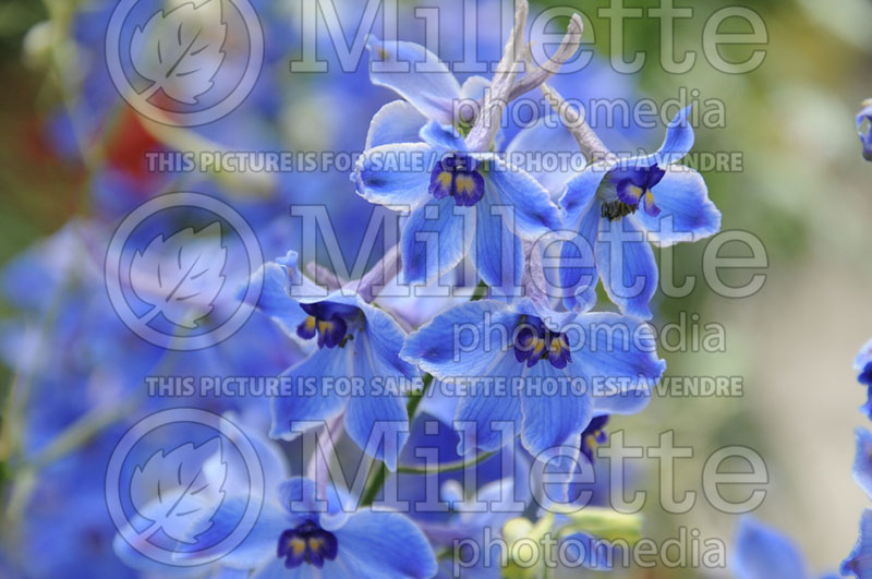 Delphinium Belladonna Delft Blue (Larkspur) 1 