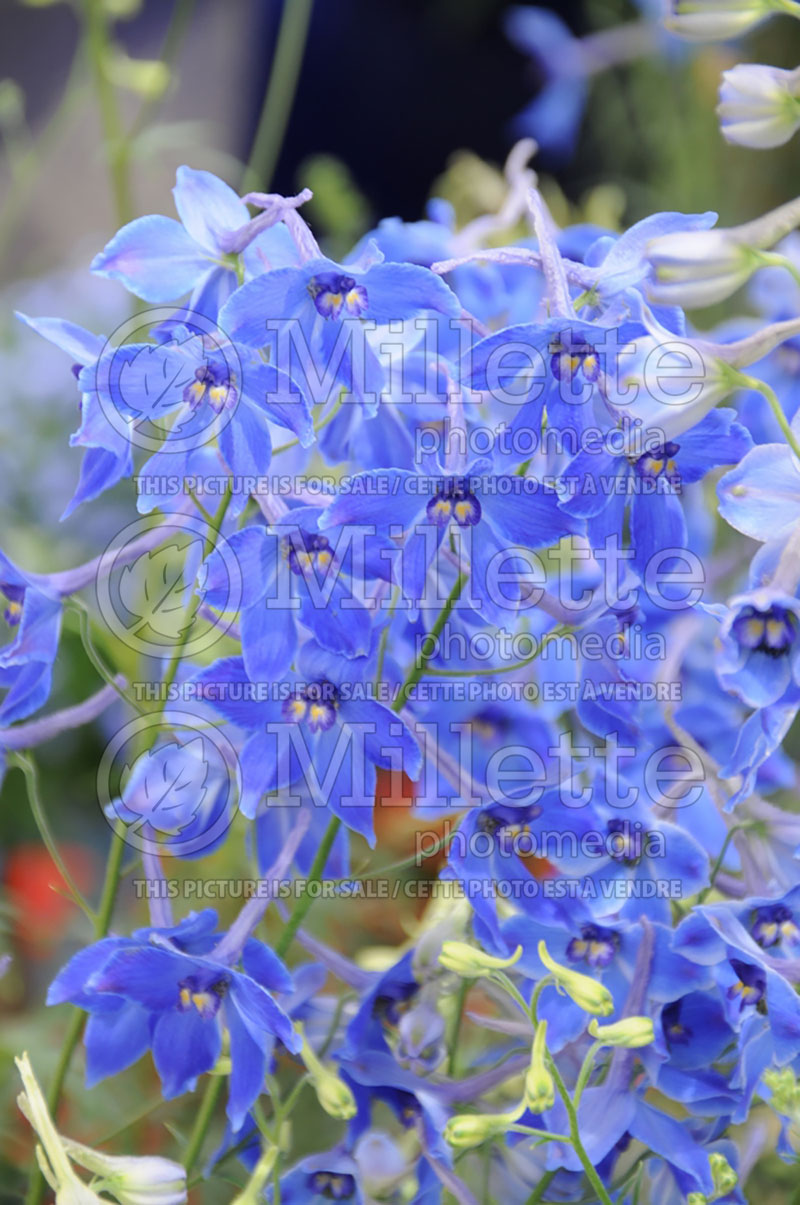 Delphinium Belladonna Delft Blue (Larkspur) 2 