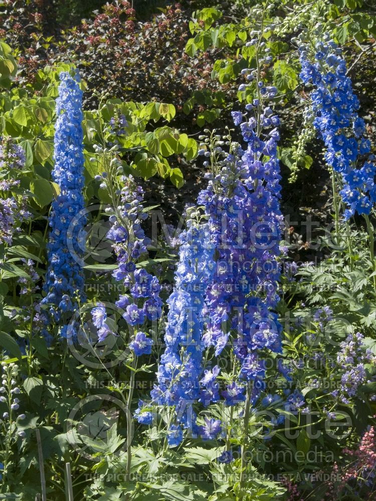 Delphinium Pacific Giant Blue Bird aka Bluebird (Larkspur) 5 