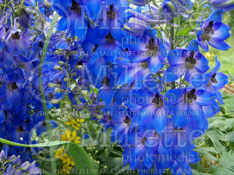 Delphinium Pacific Giant Blue Bird aka Bluebird (Larkspur) 3 