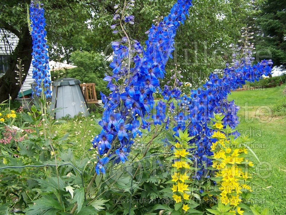 Delphinium Pacific Giant Blue Bird aka Bluebird (Larkspur) 4 